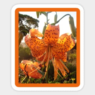 Tiger Lily Orange Sticker